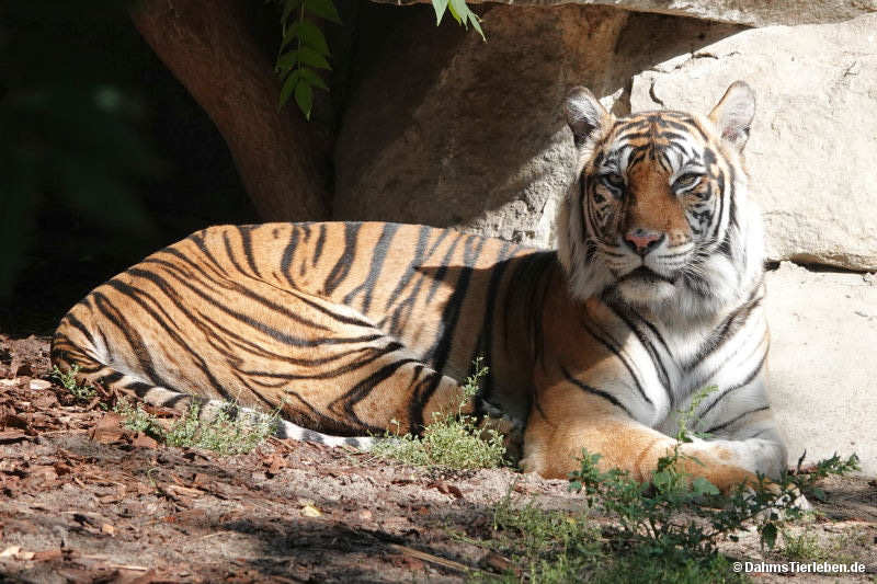Panthera tigris sondaica