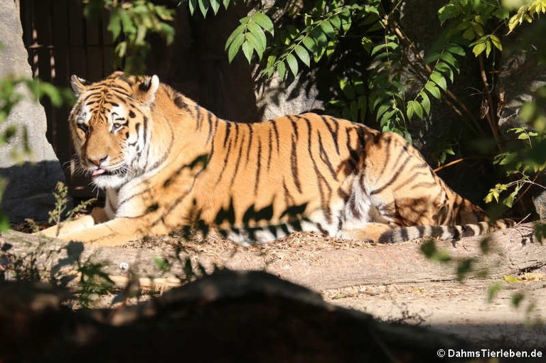 Panthera tigris sumatrae