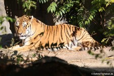 Panthera tigris sondaica-1