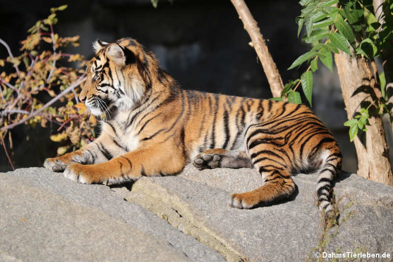 Sumatra-Tiger (Panthera tigris sumatrae)