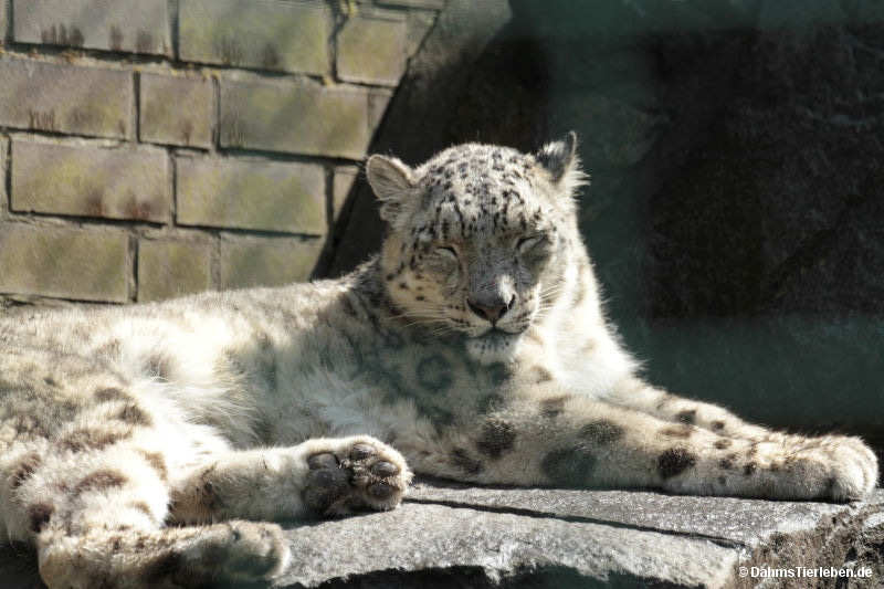Panthera uncia
