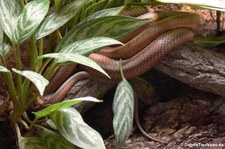 Bairds Erdnatter (Pantherophis bairdi) im Tierpark Berlin