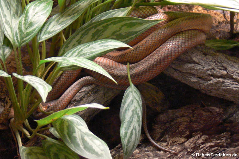 Bairds Erdnatter (Pantherophis bairdi)