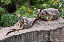 Ringelschwanz-Felskänguru (Petrogale xanthopus xanthopus) im Tierpark Berlin