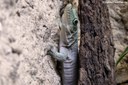 Phelsuma standingi