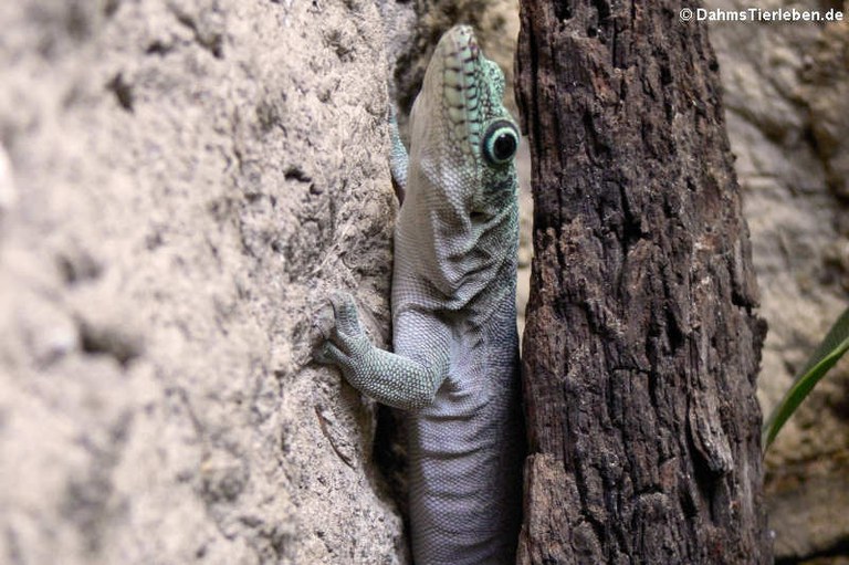 Phelsuma standingi