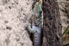 Querstreifen-Taggecko (Phelsuma standingi) im Tierpark Berlin