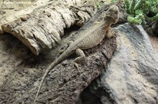 Zwerg-Bartagame (Pogona henrylawsoni) im Tierpark Berlin