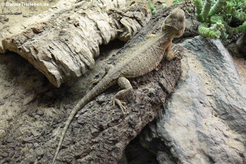 Pogona henrylawsoni