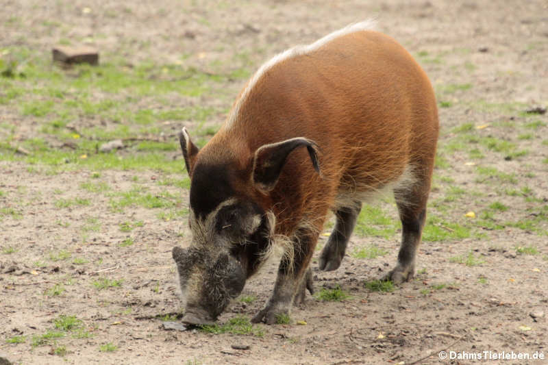 Pinselohrschwein (Potamochoerus porcus)