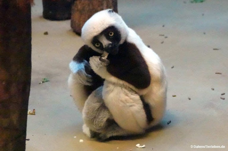 Propithecus coquereli