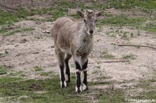 Blauschaf (Pseudois nayaur) im Tierpark Berlin