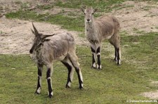 Blauschaf (Pseudois nayaur) im Tierpark Berlin