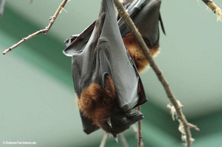 Pteropus medius