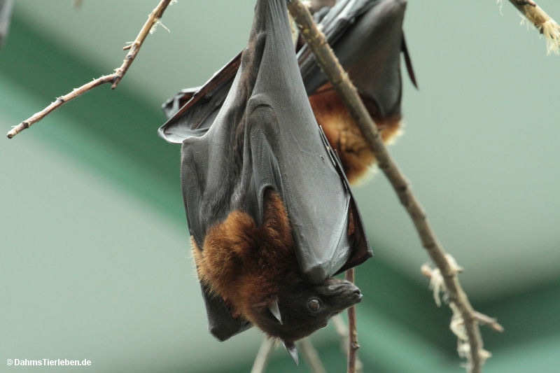 Pteropus medius