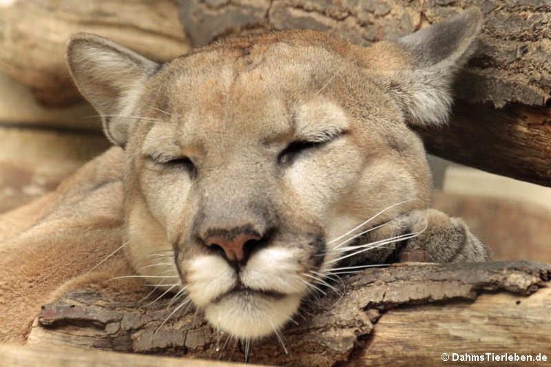 Puma concolor couguar-1