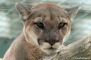 Puma concolor missoulensis