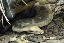 Blutpython (Python brongersmai) im Tierpark Berlin