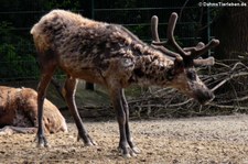 Hausrentier (Rangifer tarandus f. domestica) im Tierpark Berlin