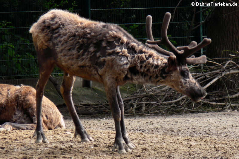 Rangifer tarandus f. domestica
