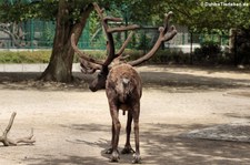 Hausrentier (Rangifer tarandus f. domestica) im Tierpark Berlin