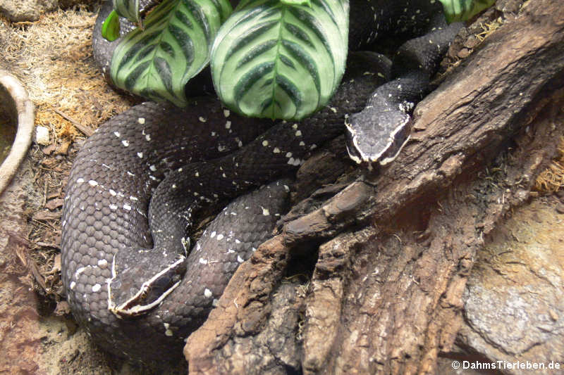 Mexikanische Mokassinottern
(Agkistrodon bilineatus) Mexikanische Mokassinottern (Agkistrodon bilineatus)