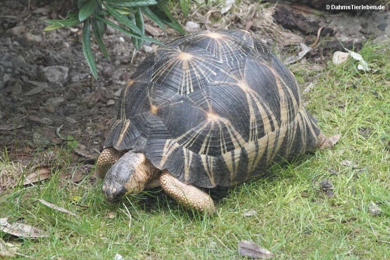 Astrochelys radiata