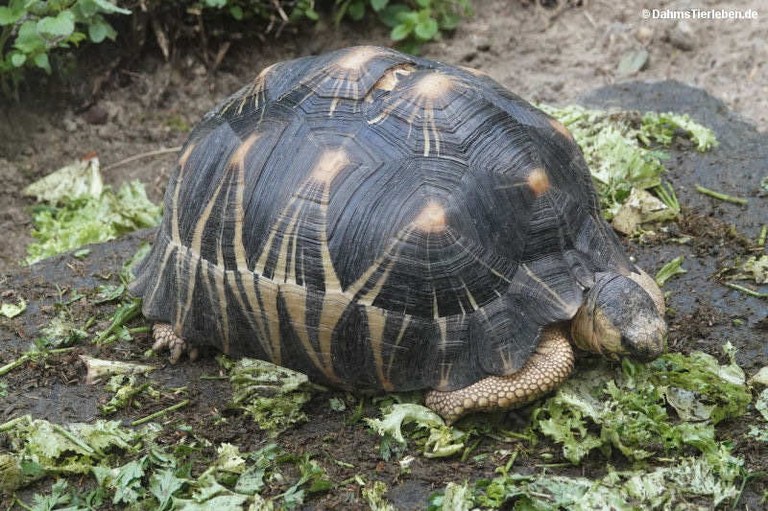 Astrochelys radiata