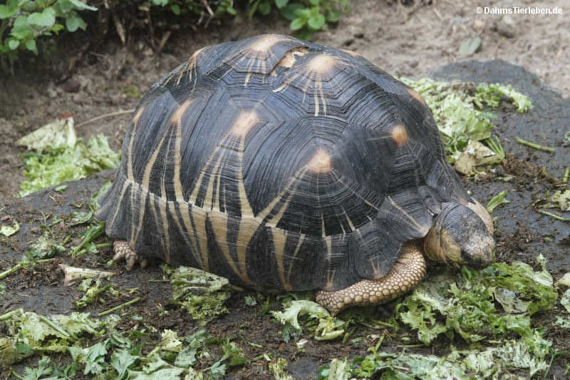 Astrochelys radiata
