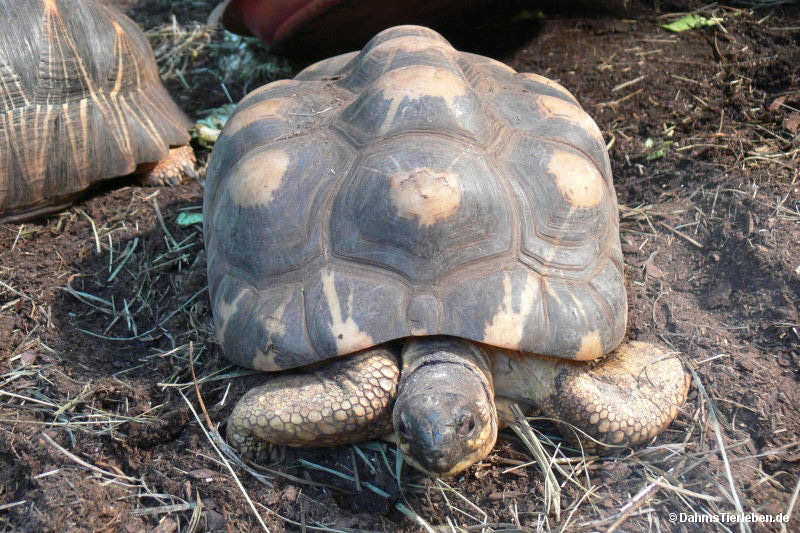 Astrochelys radiata