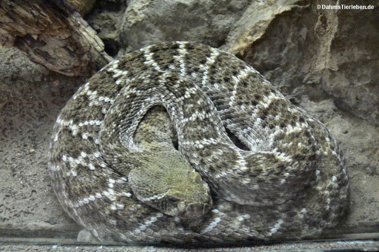 Crotalus atrox