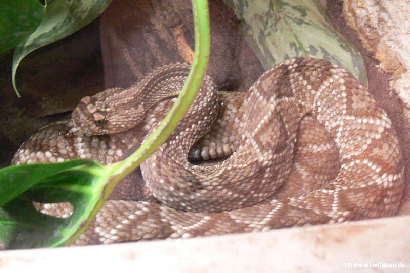 Schauerklapperschlange
(Crotalus durissus durissus) Crotalus durissus durissus