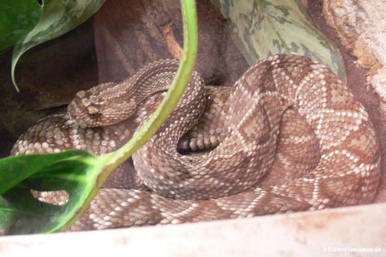 Crotalus durissus durissu