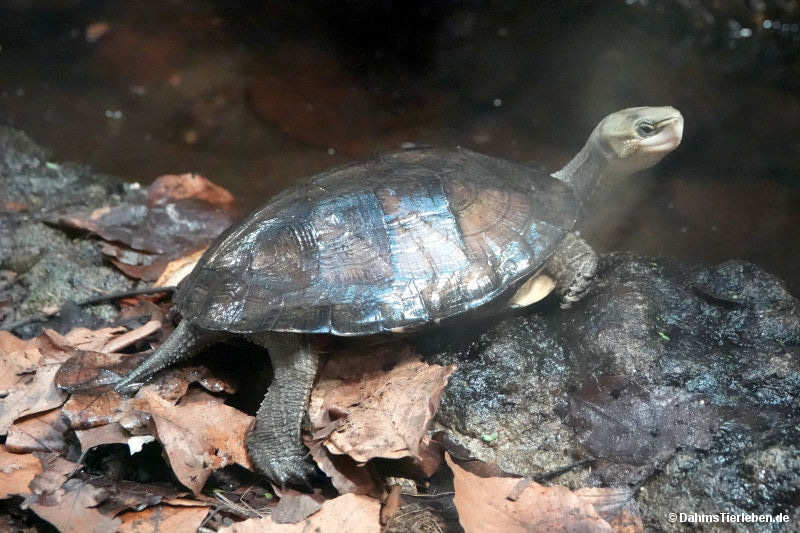 Zhous Scharnierschildkröte
(Cuora zhoui) Cuora zhoui