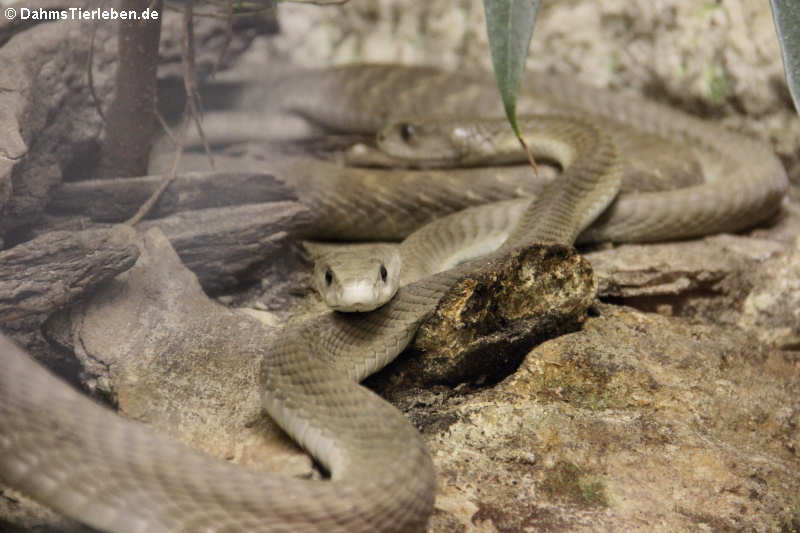 Schwarze Mambas
(Dendroaspis polylepis) Dendroaspis polylepis
