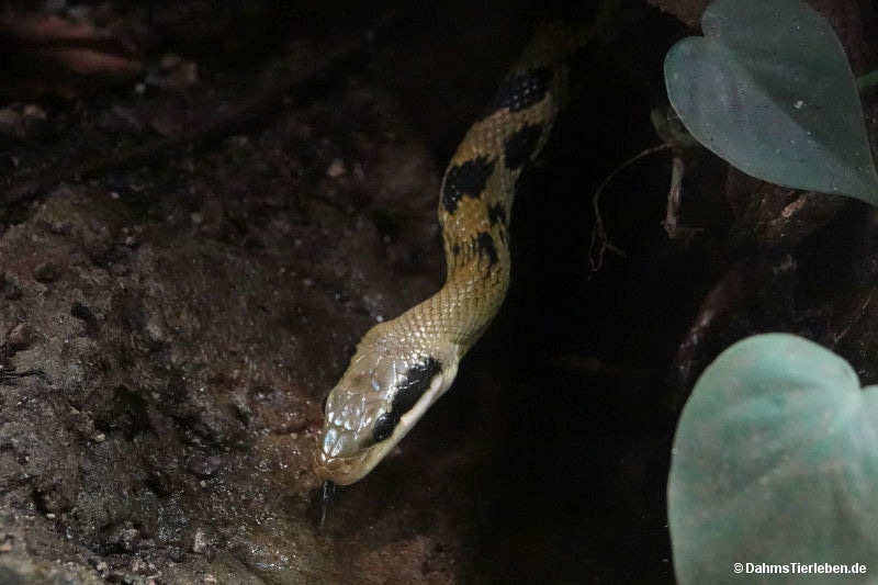 Schönnatter
(Elaphe taeniura) Elaphe taeniura