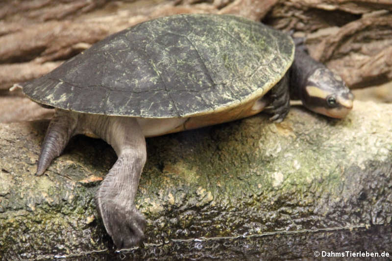 Rotbauch-Spitzkopfschildkröte Emydura subglobosa-1
