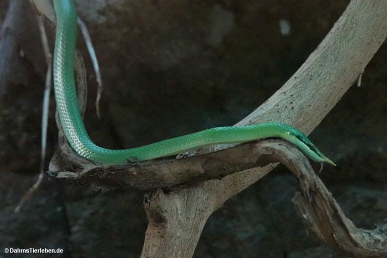 Gonyosoma boulengeri