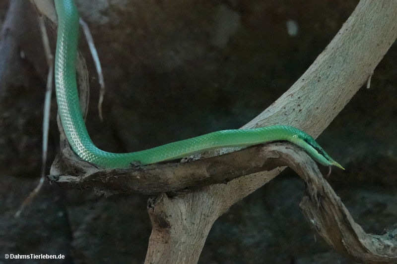 Vietnamesische Langnasennatter
(Gonyosoma boulengeri) Gonyosoma boulengeri