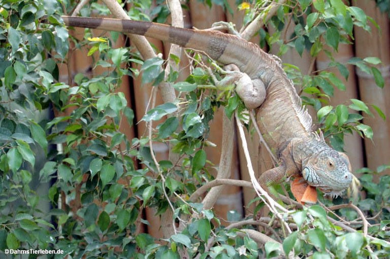 Iguana iguana