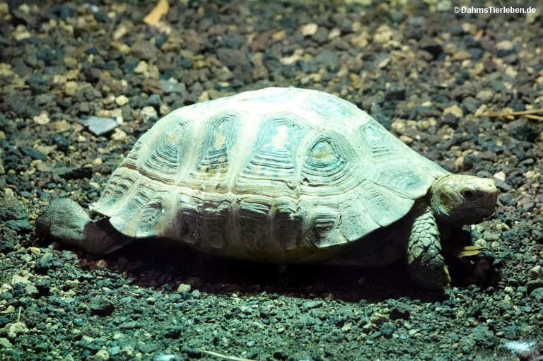 Indotestudo elongata