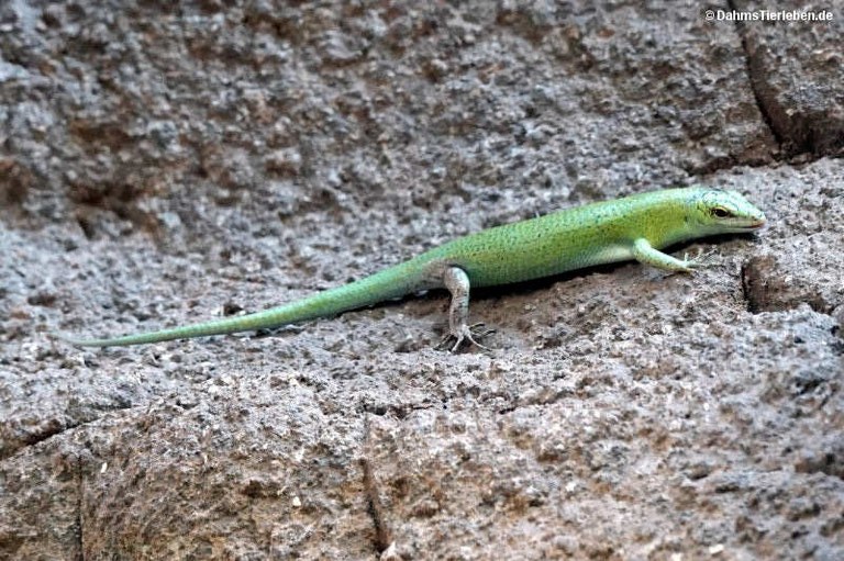 Lamprolepis smaragdina