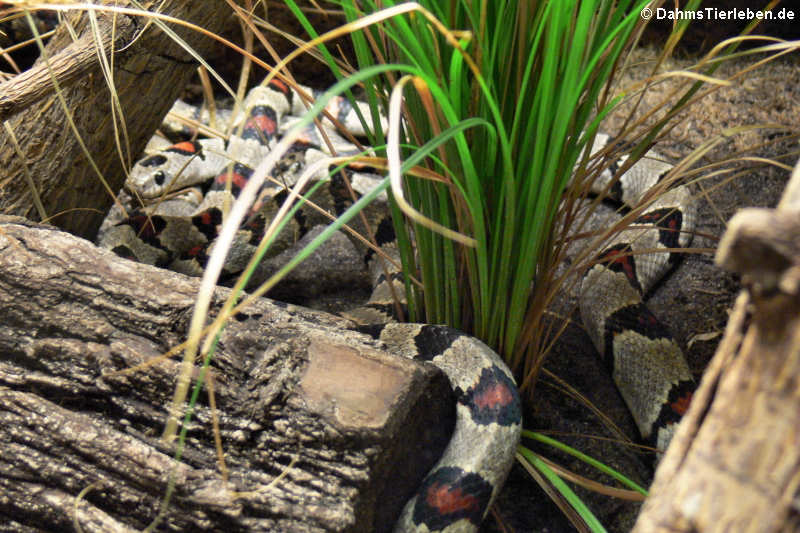 Durango-Königsnatter
(Lampropeltis greeri) Durango-Königsnatter (Lampropeltis greeri)