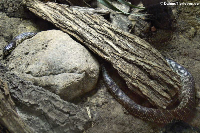 Wüstenkönigsnatter
(Lampropeltis splendida) Wüstenkönigsnatter (Lampropeltis splendida)