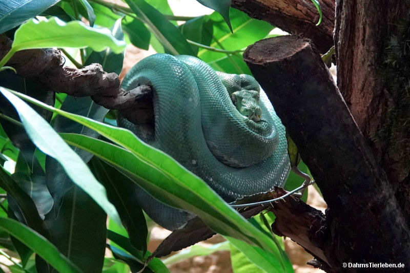 Grüner Baumpython
(Morelia viridis) Morelia viridis