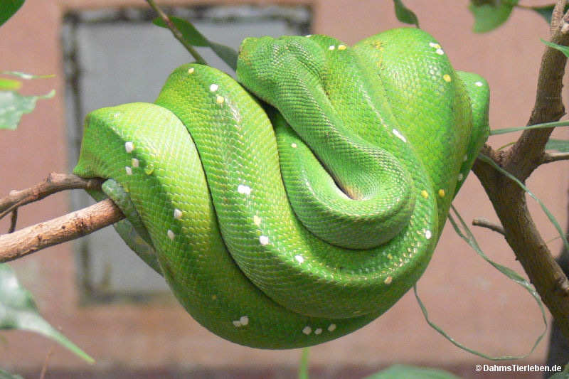 Grüner Baumpython
(Morelia viridis) Morelia viridis