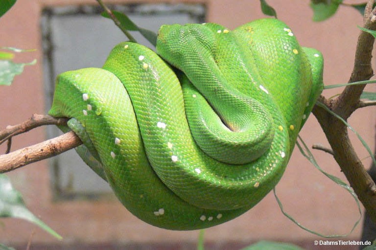 Morelia viridis