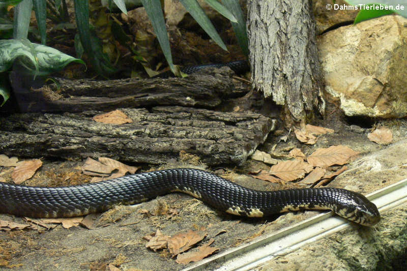 Schwarzweiße Kobra
(Naja melanoleuca) Naja melanoleuca