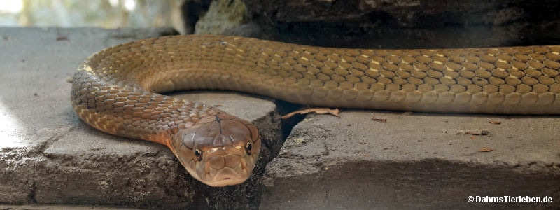 Ophiophagus hannah