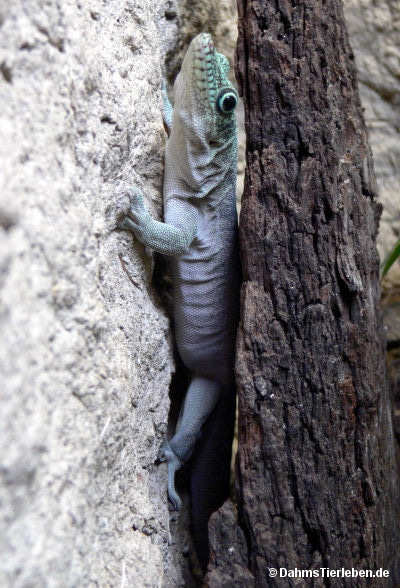 Querstreifen-Taggecko
(Phelsuma standingi) Phelsuma standingi